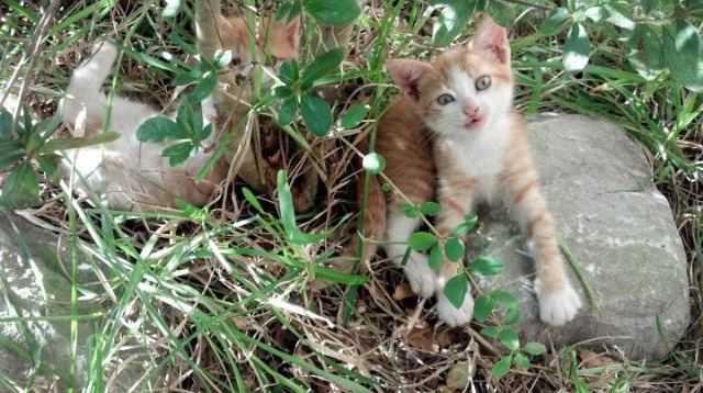 开云体育登入-亚洲杯国足平局 球迷呼吁保持稳定心态,媒体评国足亚洲杯