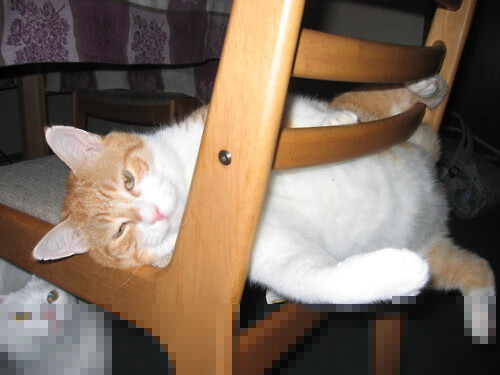 开云体育平台-自由泳划幅与划频平衡探讨，自由泳划频标准