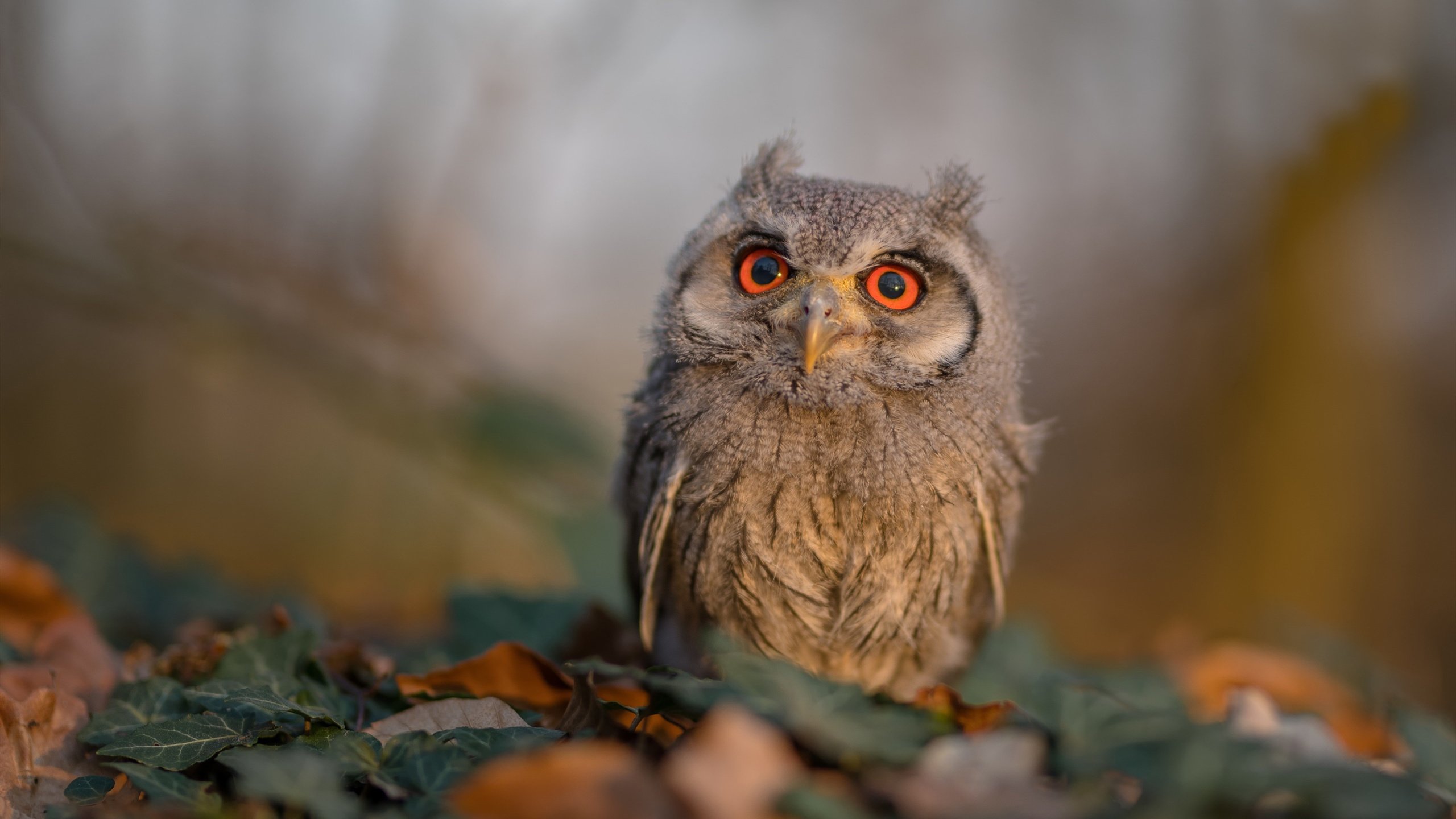 开云体育官方入口-水球小组赛希腊掌控比赛节奏,水球小组赛出线规则